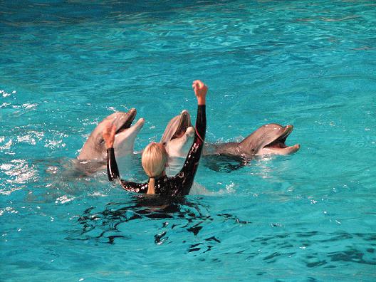 Dolfinarium 2008