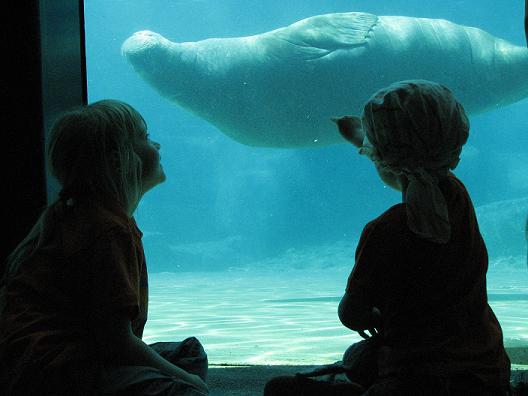 Dolfinarium 2008