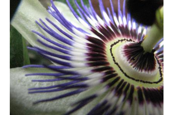 Passiebloem