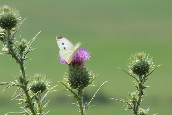 Vlinder in Frankrijk